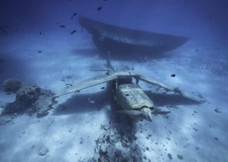 Tahiti island: 5 hours Snorkeling Picnic - Wildlife Encounters: What to Expect