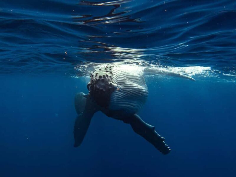 Tahiti island: Whale watching Experience - Key Points