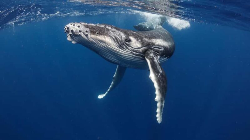 Tahiti island: Whale watching Experience - What Travelers Say: Authentic Feedback