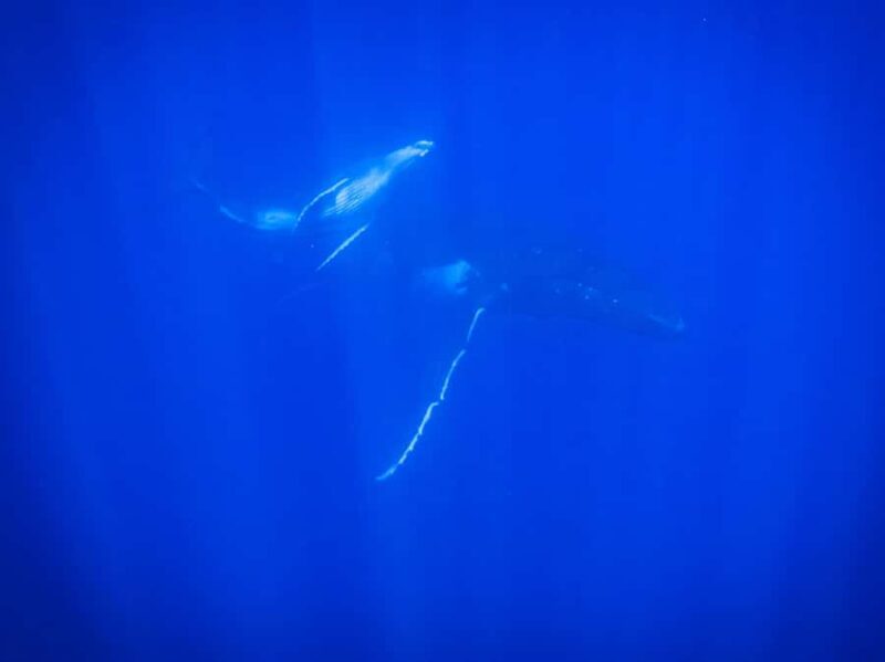Tahiti island: Whale watching Experience - FAQ
