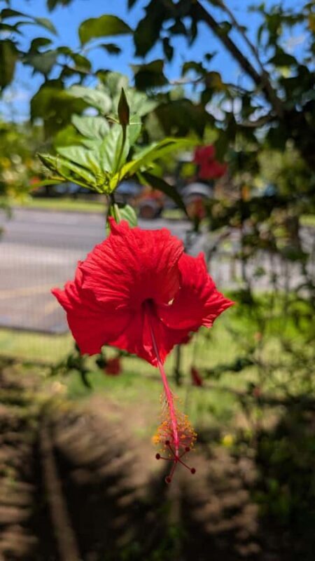 Tahiti: Northeast Coast Waterfalls&Viewpoints Half Day Tour - The Sum Up: Who Will Love This Tour?