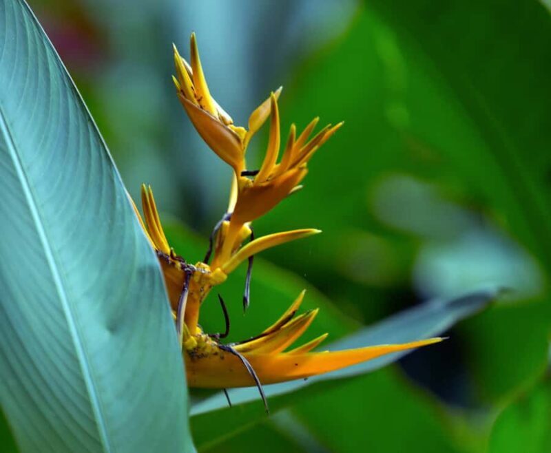 Tahiti: Private Half Day Culture and Nature Highlights Tour - The Sum Up