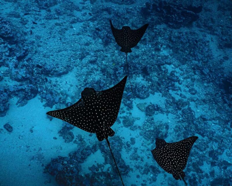 Tahiti Underwater Photo Experience - What to Expect From the Tahiti Underwater Photo Experience