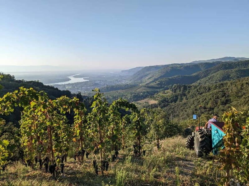 Tain l'Hermitage: Visit two wine estates and a Wine & Food Workshop - The Sum Up