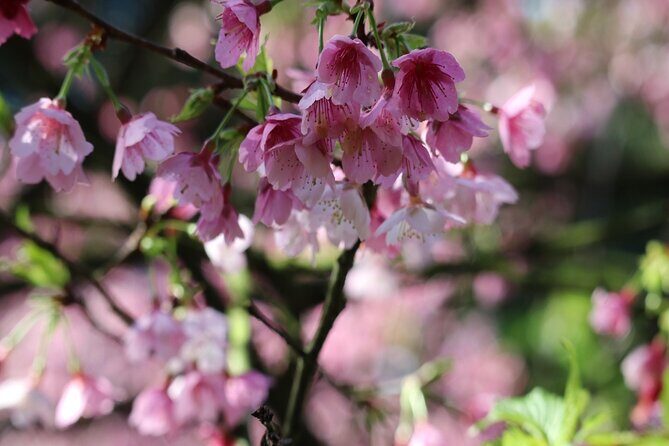 Taipei Cherry Blossom Day Tour to Yangmingshan and Tamsui - Final Thoughts