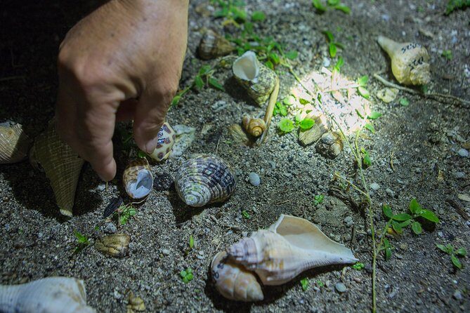 Taiwan Green Island Hermit Crab House Agency Experience Activities - FAQ
