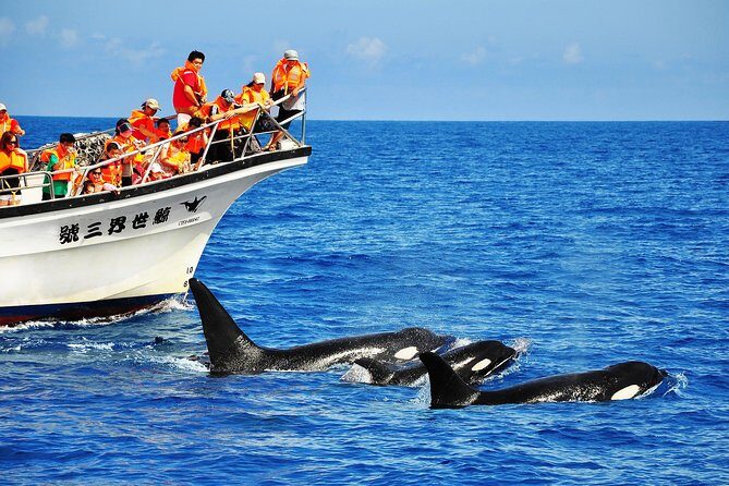 Taiwan Hualien Whale Watching Dolphin - Introduction: A Closer Look at Hualien’s Marine Wildlife Experience