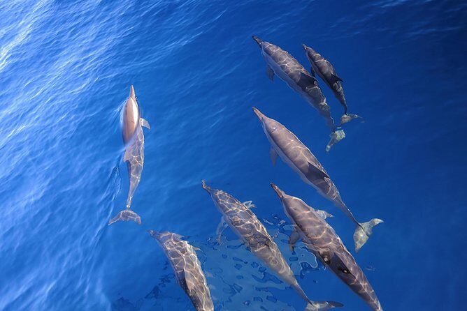 Taiwan Hualien Whale Watching Dolphin - Key Points