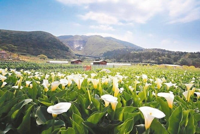 Taiwan TST : Private Tour Taipei, Yangmingshan, Beitou, Tamsui - The Sum Up