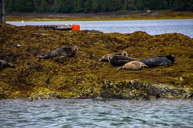 Tales & Tides: Alaskan Lore & Wildlife Cruise - Frequently Asked Questions