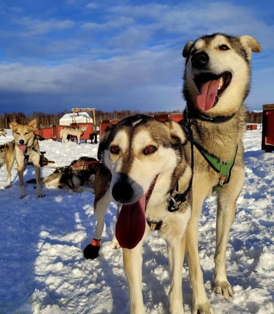 Talkeetna: Alaskan Winter Dog Sledding Experience - What to Expect from the Dog Sledding Tour in Talkeetna