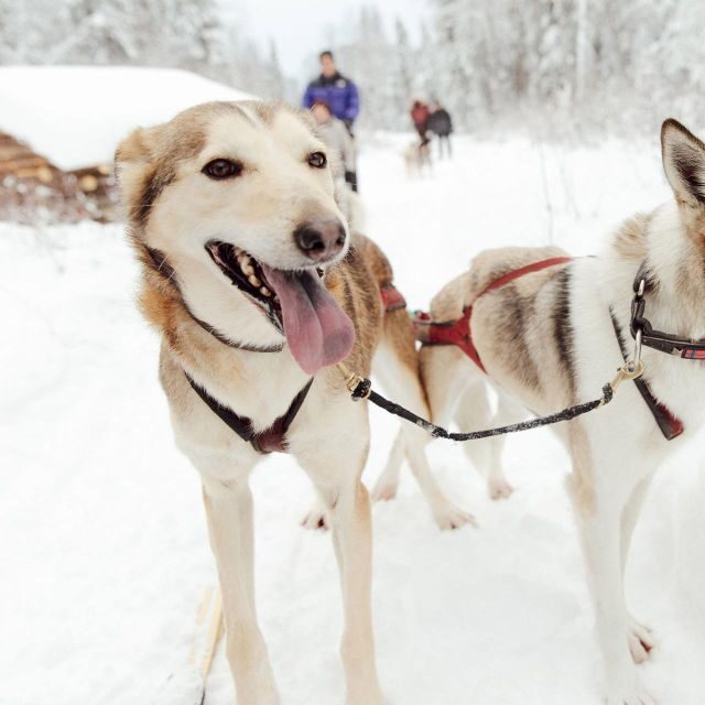 Talkeetna: Alaskan Winter Dog Sledding Experience - Final Thoughts