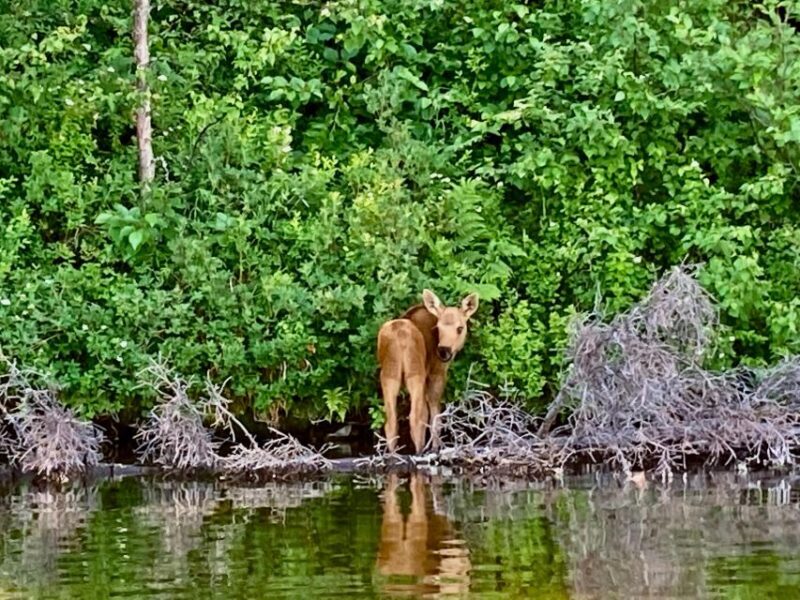 Talkeetna Lakes Park: Sit-On-Top Kayak Tour - FAQ