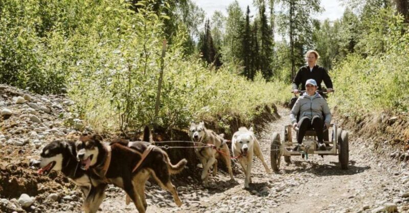 Talkeetna: Mushing Experience with Iditarod Champion Dogs - Who Is This Tour Best For?