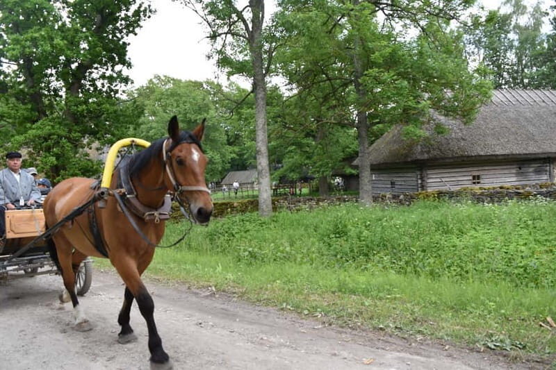 Tallinn: 3-Hour Ethnographic Museum of Estonia - The Itinerary and What You’ll See