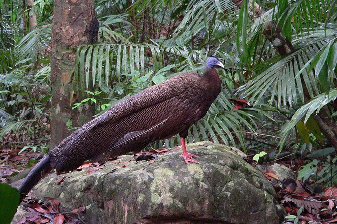 Taman Negara Day Tour with Canopy Walk - Final Thoughts: Who Should Consider This Tour?