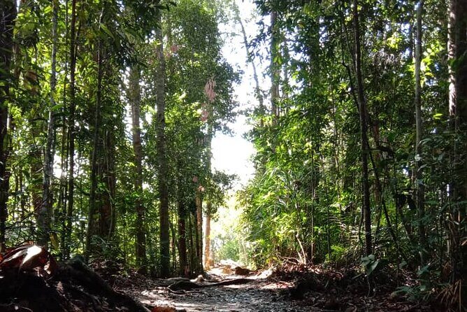 Taman Negara National Park Day Tour (SIC - Join In Tour) - The Itinerary: What to Expect
