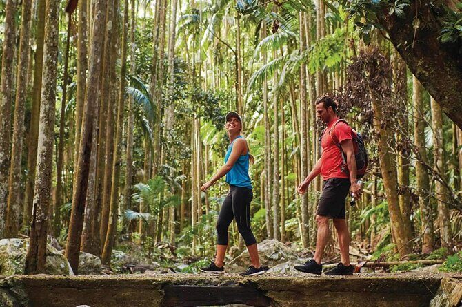 Tamborine Mountain - Hop On Hop Off - From Brisbane - Who Should Consider This Tour?