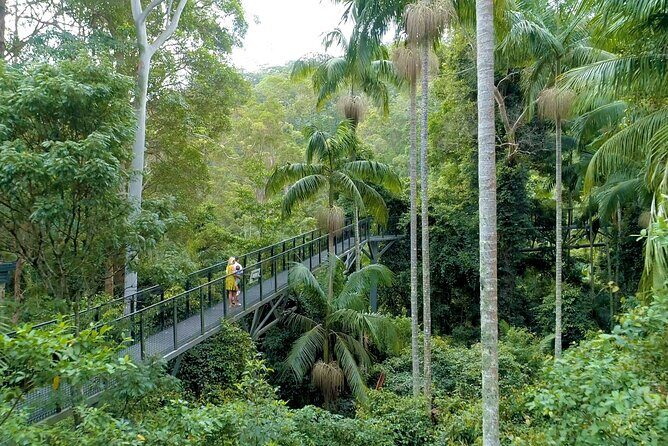 Tamborine Rainforest Skywalk + Hop on Hop off Bus - Stop 1: Tamborine Mountain