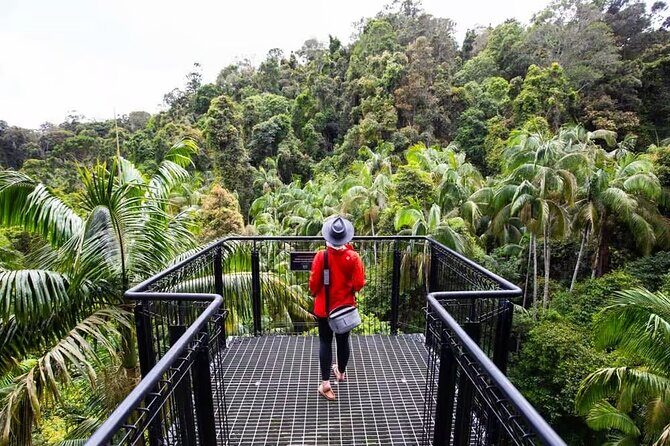 Tamborine Rainforest Skywalk + Hop on Hop off Bus - What Travelers Say