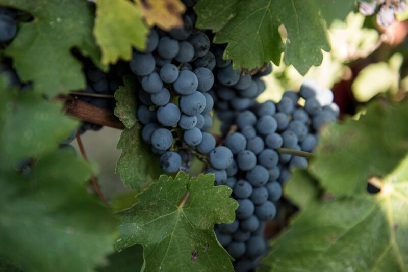 Tamburini Wine Tour and Tasting - Key Points