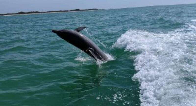 Tampa Bay: Dolphin Shelling Snorkeling Cruise - Key Points