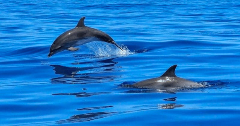 Tampa Bay: Dolphin Shelling Snorkeling Cruise - An In-Depth Look at the Tampa Bay Dolphin Shelling Snorkeling Cruise