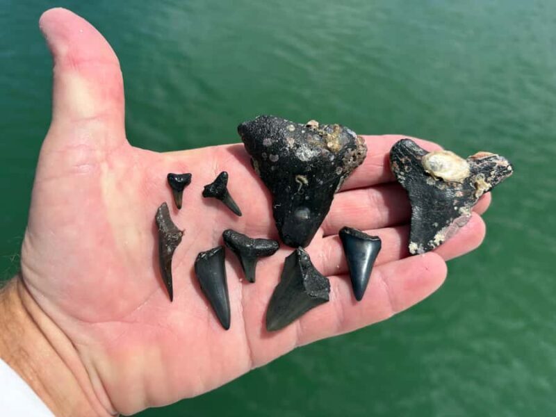 Tampa Bay: Private Sunrise Dolphin & Island Cruise - Who Should Consider This Tour?