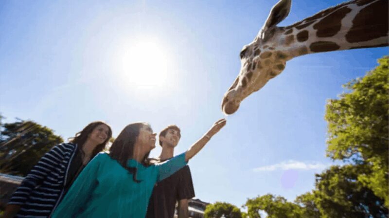 Tampa Bay: Serengeti Safari Tour - Key Points