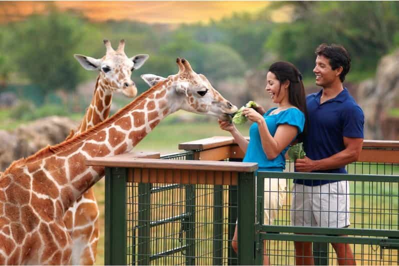 Tampa Bay: Serengeti Safari Tour - Practical Details: How the Tour Works