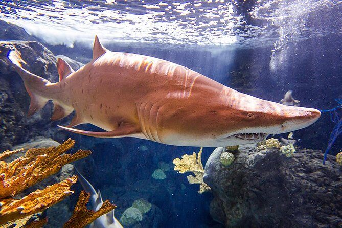 Tampa's ZooQuarium Admission - Balancing Value and Experience