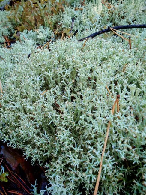 Tampere: Mushroom Picking and Tasting Tour with Meal - Key Points