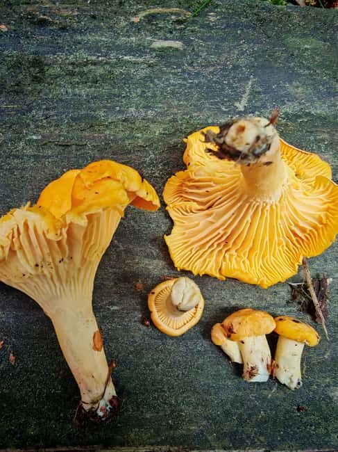 Tampere: Mushroom Picking and Tasting Tour with Meal - Where and How Does the Tour Happen?