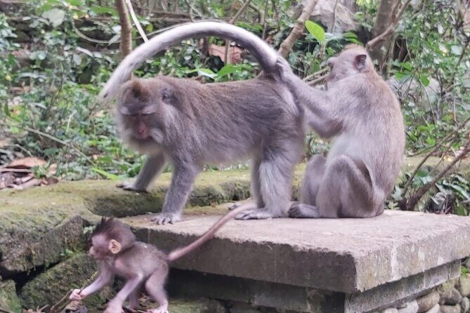 Tanah Lot And Ubud - Full Day Private Tour - Why This Tour Works Well