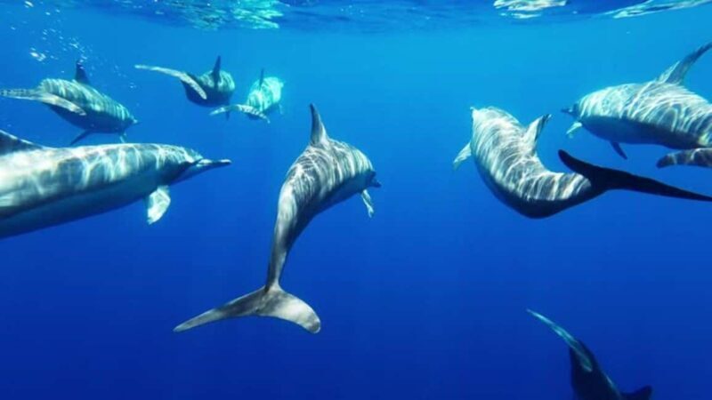 Taormina: Sea Tour in the Nemosub with Dolphin Sightings - An In-Depth Look at the Taormina Nemosub Tour