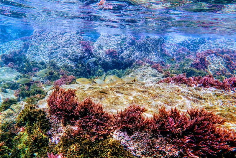 Tarifa: Guided Strait Natural Park Snorkel Tour - What to Expect from the Snorkeling Tour