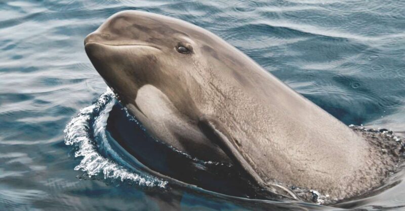 Tarifa: Whale & Dolphin Watching in the Strait of Gibraltar - An In-Depth Look at the Whale & Dolphin Watching Tour in Tarifa