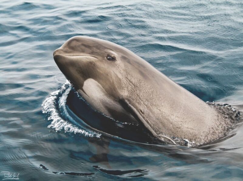 Tarifa: Whale & Dolphin Watching in the Strait of Gibraltar - Who Will Love This Tour?