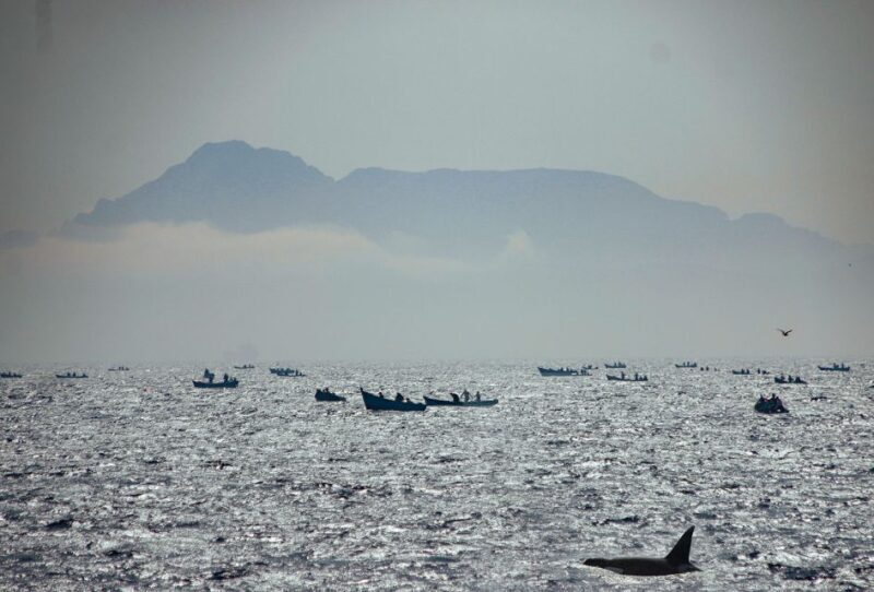 Tarifa: Whale & Dolphin Watching in the Strait of Gibraltar - The Sum Up