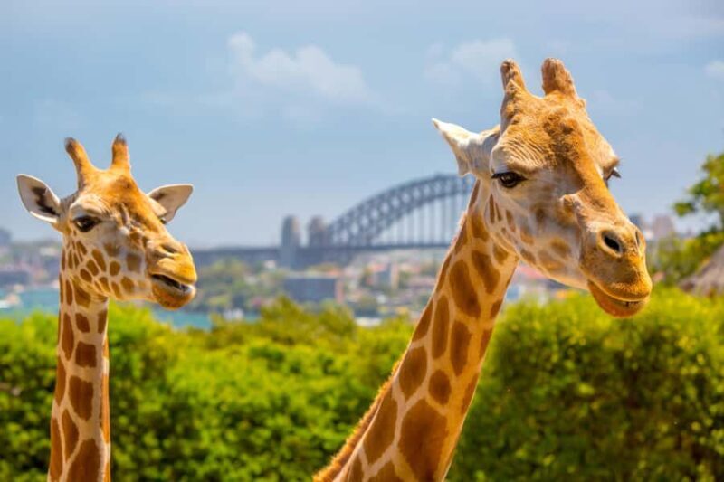 Taronga Zoo Sydney Wild Australia Experience - Key Points