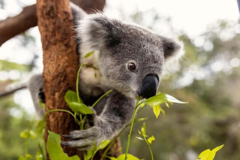 Taronga Zoo Sydney Wild Australia Experience - Real Voices: What Visitors Say