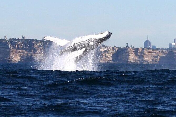 Taronga Zoo & Whale Watching Cruise Combo - Sydney Harbour - Who Would Love This Tour?