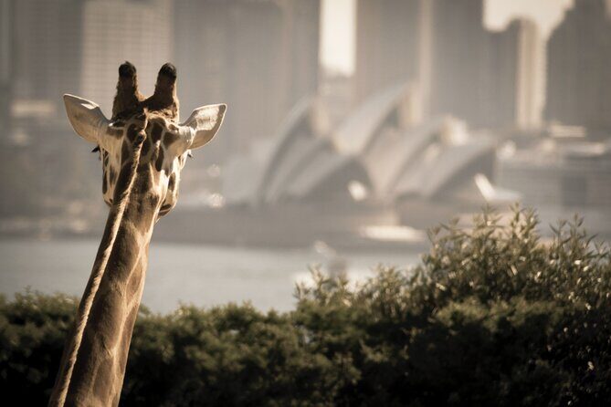 Taronga Zoo & Whale Watching Cruise Combo - Sydney Harbour - Frequently Asked Questions
