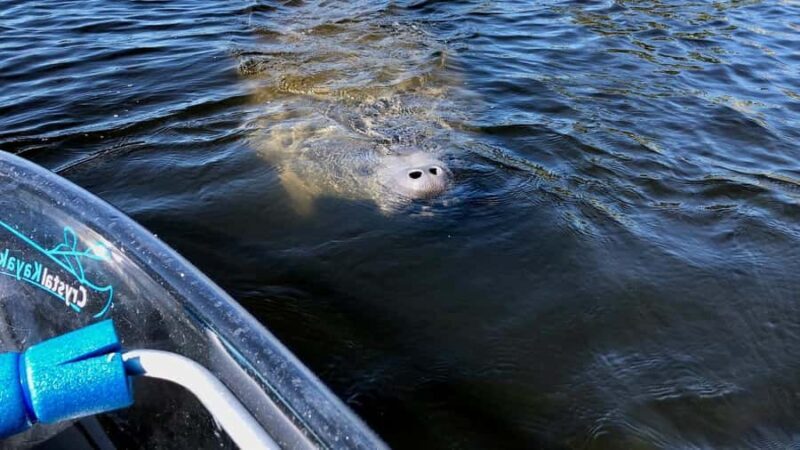 Tarpon Springs: Clear Kayak Eco-Tour with Manatee Viewing - Cultural and Historical Insights