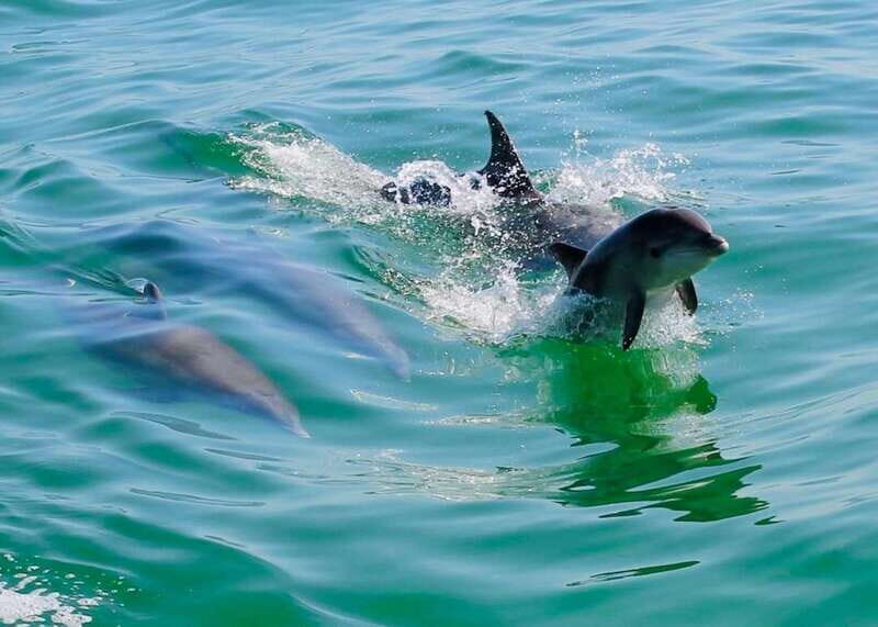 Tarpon Springs: Evening Dolphin Cruise - Key Points