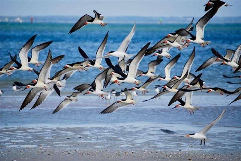 Tarpon Springs: Evening Dolphin Cruise - FAQ