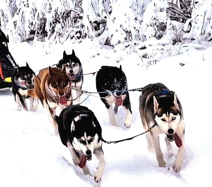 TARTU COUNTRY: SLED DOG TOUR AND KENNEL VISIT - An In-Depth Look at the Sled Dog Experience