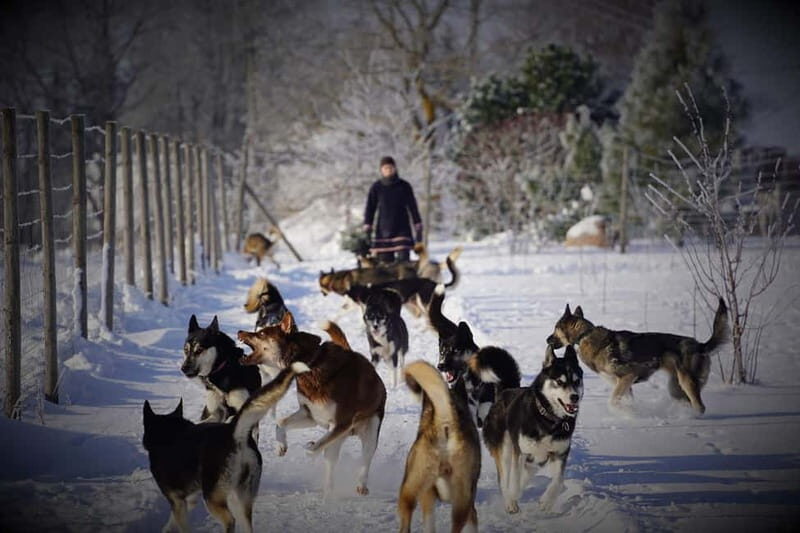 TARTU COUNTRY: SLED DOG TOUR AND KENNEL VISIT - Who Will Love This Experience?