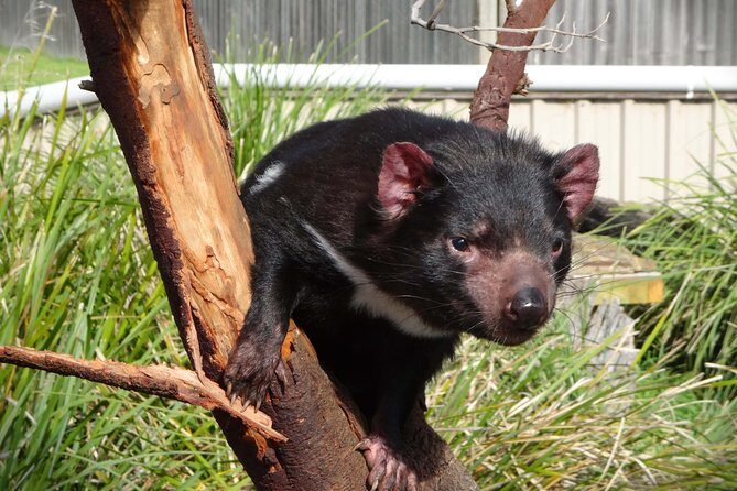 Tasmania 5 Day East Coast Tour - Frequently Asked Questions