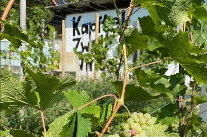 Taste and Tour Small Organic Wineries with a Winemaker - Introduction
